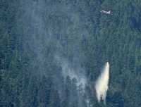 Lillolet lake Fir, Pemberton, British Columbia, Canada CM11-35 