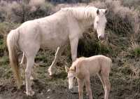 Mare and Foal, Near Lillooet, Broitish Columbia, Canada CM11-44