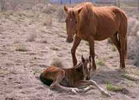 Mare and Foal, Near Lillooet, Broitish Columbia, Canada CM11-43