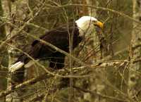 Bald Eagle, Squamish, British Columbia, Canada 17