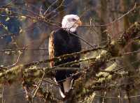 Bald Eagle, Squamish, British Columbia, Canada 15