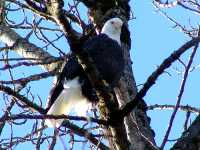 Bald Eagle, Squamish, British Columbia, Canada 14