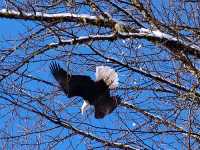 Bald Eagle, Squamish, British Columbia, Canada 13