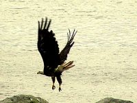 Bald Eagle, Squamish, British Columbia, Canada 02