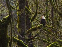 Eagle, Squamish Valley, British Columbia, Canada 21
