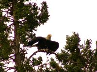 Bald Eagle, Squamish, British Columbia, Canada 01