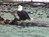 Bald Eagle, Squamish, British Columbia, Canada 22