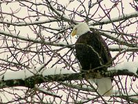 Bald Eagle, Squamish, British Columbia, Canada 09