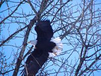 Bald Eagle, Squamish, British Columbia, Canada 07