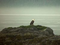Bald Eagle, Squamish, British Columbia, Canada 10