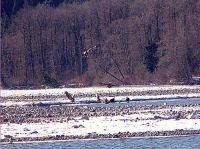 Bald Eagle, Squamish, British Columbia, Canada 06