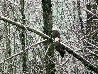 Bald Eagle, Squamish, British Columbia, Canada 04