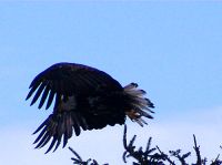 Bald Eagle, Squamish, British Columbia, Canada 03