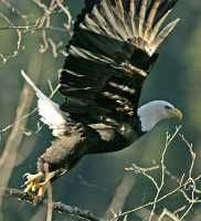 Bald Eagle, Squamish, British Columbia, canada CM11-23