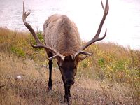 Bull Elk 05