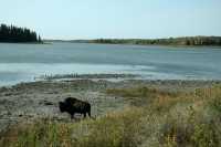 Elk Island National Park, Alberta, Canada CM-02