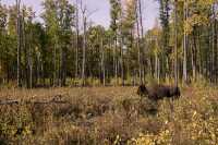 Elk Island National Park, Alberta, Canada CM-06