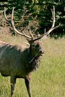 Bull Elk, Jasper National Park CM11-02