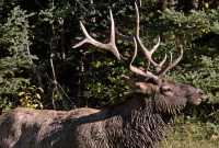 Bull Elk, Jasper National Park CM11-03