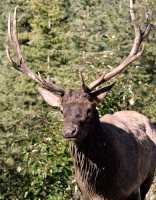 Bull Elk, Jasper National Park CM11-07