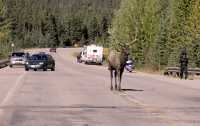 Bull Elk, Jasper National Park CM11-08