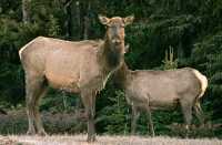 Elk, Jasper National Park CM11-09