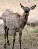 Elk Calf, Jasper National Park CM11-13