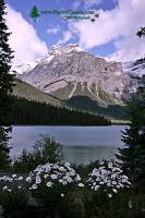 Highlight for Album: Emerald Lake, 2011, Yoho National Park, British Columbia, Canada - Canadian National Park Stock Photos