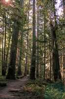 Englishman Falls Park, Parksville, Vancouver Island CM11-008