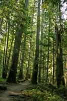 Englishman Falls Park, Parksville, Vancouver Island CM11-009