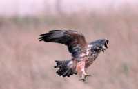 Ferruginous Hawk CMX-001
