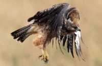 Ferruginous Hawk CMX-002