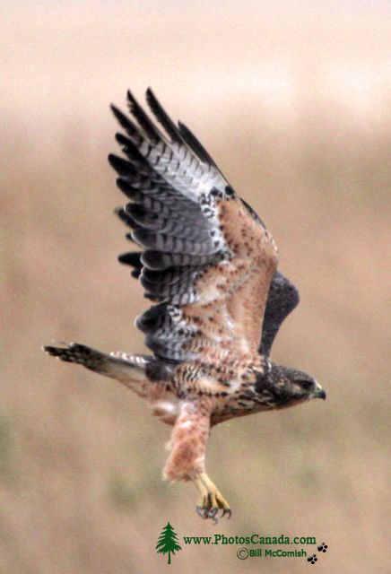 Ferruginous Hawk CMX-003
