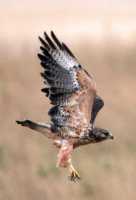 Ferruginous Hawk CMX-003