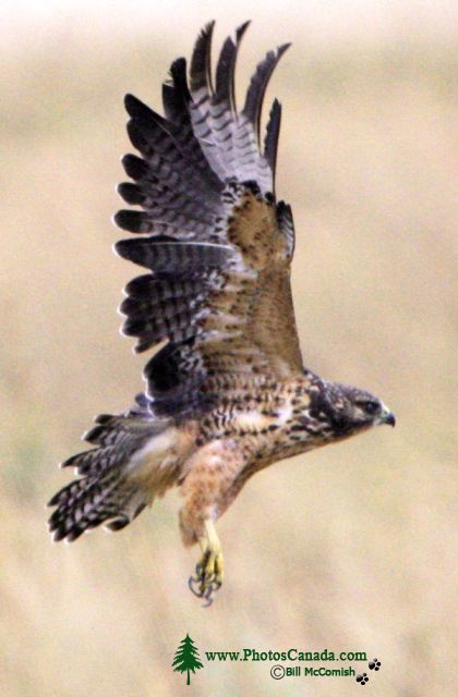 Ferruginous Hawk CMX-004