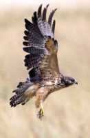 Ferruginous Hawk CMX-004