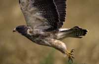 Ferruginous Hawk CMX-005