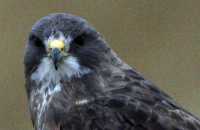Ferruginous Hawk CMX-006