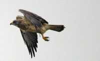 Ferruginous Hawk CMX-007