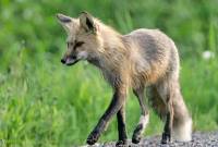 Highlight for Album: Red Fox  Photos, Canadian Wildlife Stock Photos
