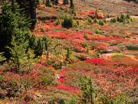 Mt Garibaldi Provincial Park, British Columbia, Canada  14 