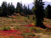 Mt Garibaldi Provincial Park, British Columbia, Canada  12 