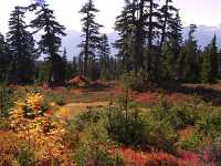 Mt Garibaldi Provincial Park, British Columbia, Canada  05 
