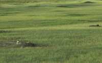 Grasslands National Park - West Block, Saskatchewan, Canada CMX-037