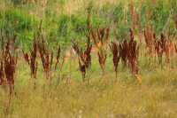 Grasslands National Park - West Block, Saskatchewan, Canada CMX-042
