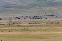 Grasslands National Park, Bison Herd, - West Block, Saskatchewan, Canada CMX-046