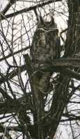Great Horned Owl, British Columbia, Canada CM11-001