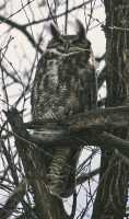 Great Horned Owl, British Columbia, Canada CM11-002
