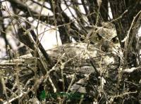 Highlight for Album: Great Horned Owl In Nest, Penticton, British Columbia, Canada, Canadian Wildlife Stock Photos
