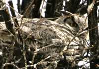Great Horned Owl in Nest, British Columbia, Canada CM11-004